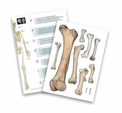 Dzieci Buki Szkielet człowieka - 85 cm
