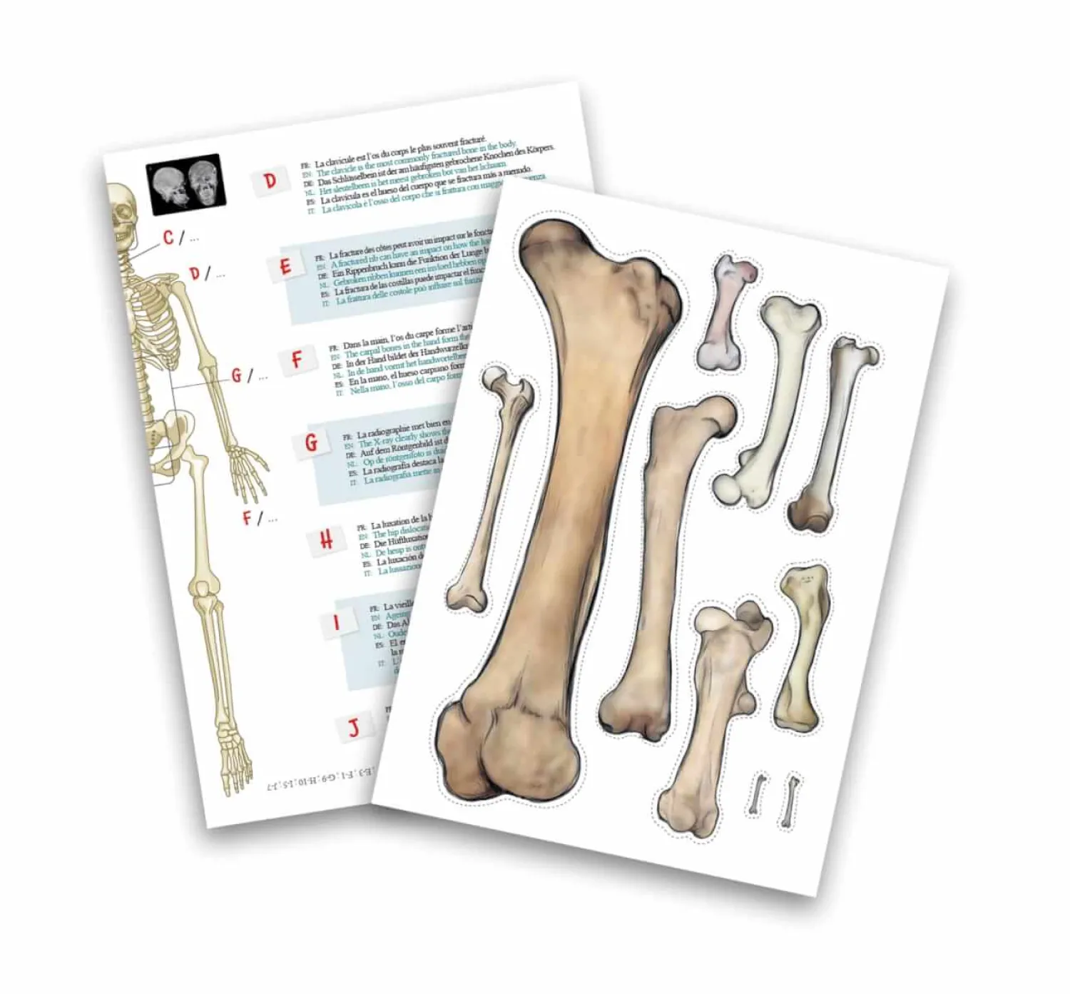 Dzieci Buki Szkielet człowieka - 45 cm