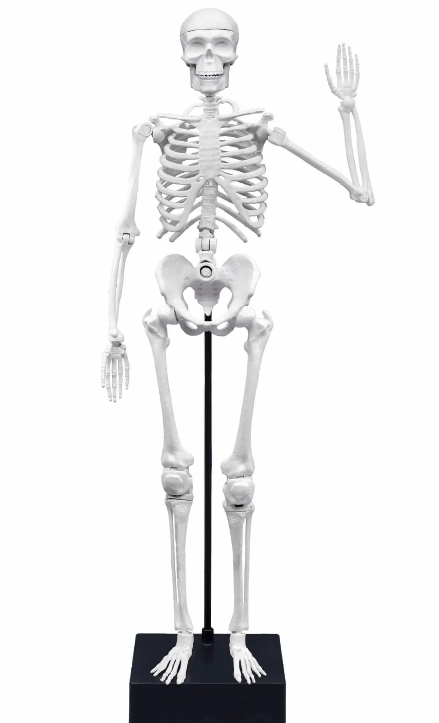 Dzieci Buki Szkielet człowieka - 45 cm
