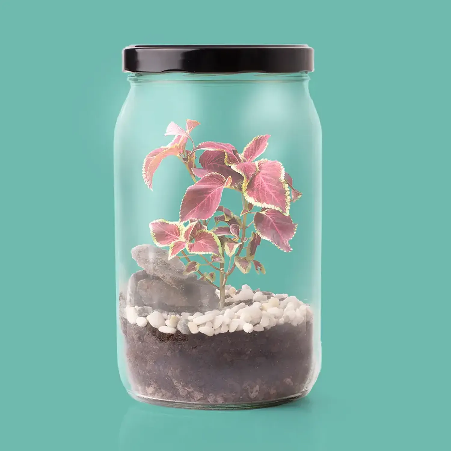 Resetea Terrarium w słoiku