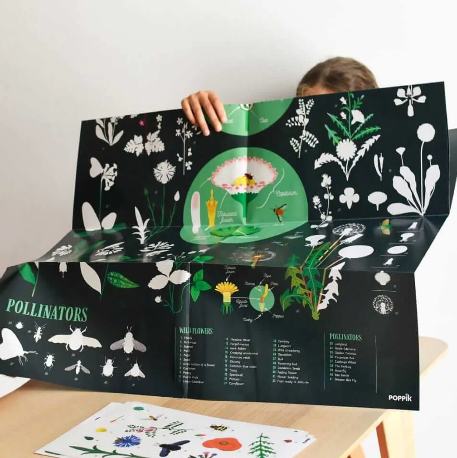 Poppik Wyklejanka - BOTANIKA
