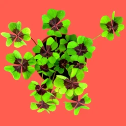 Resetea Zestaw do uprawy czterolistnej koniczyny - Good Luck